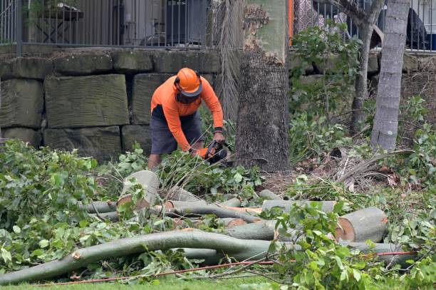 Best Tree Care Services  in USA